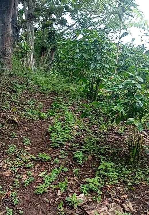 Terreno 1224m² montaña